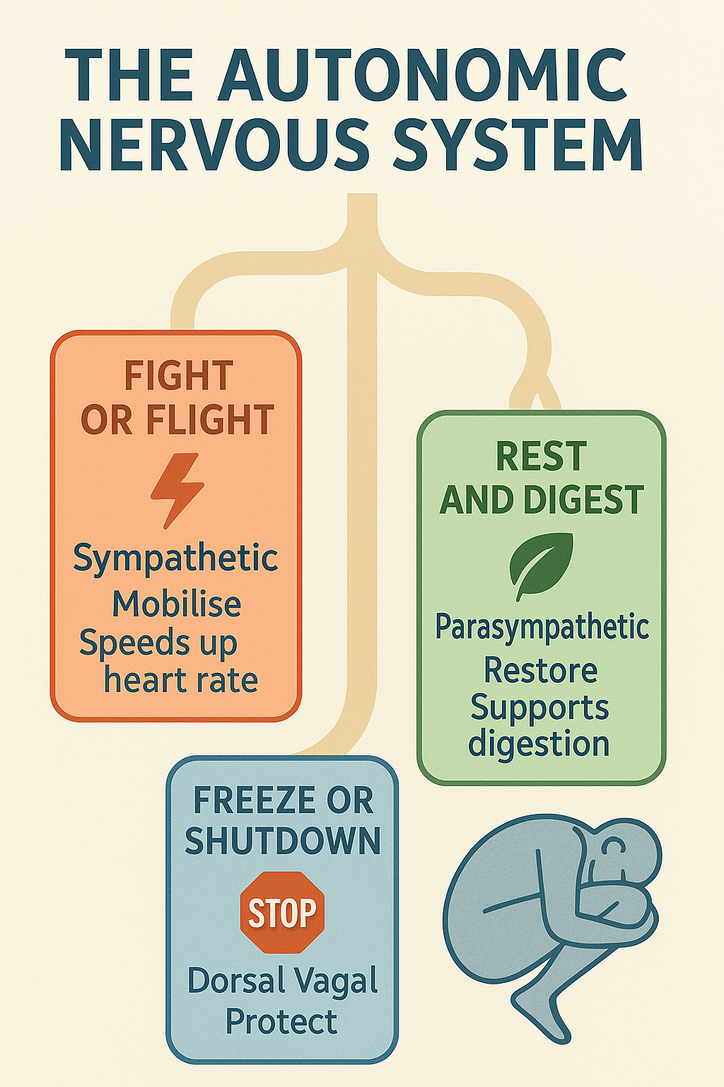 Three-state ANS diagram: rest/digest, fight/flight, shutdown