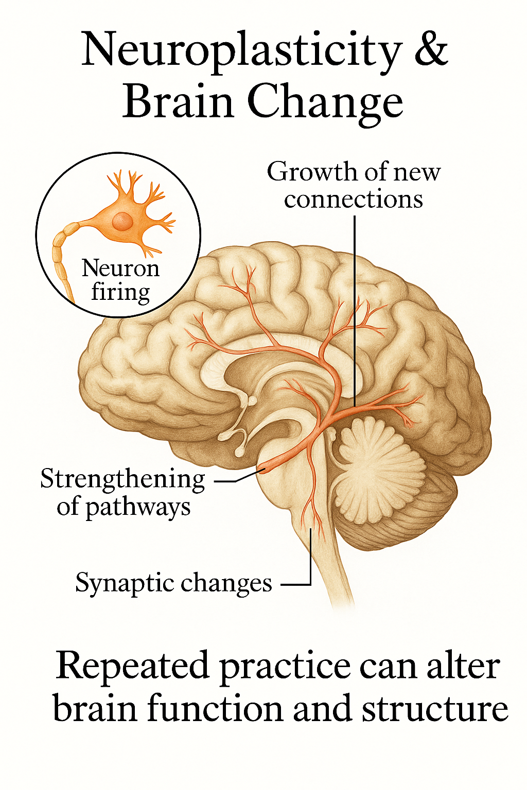 Growth and pruning of neural pathways